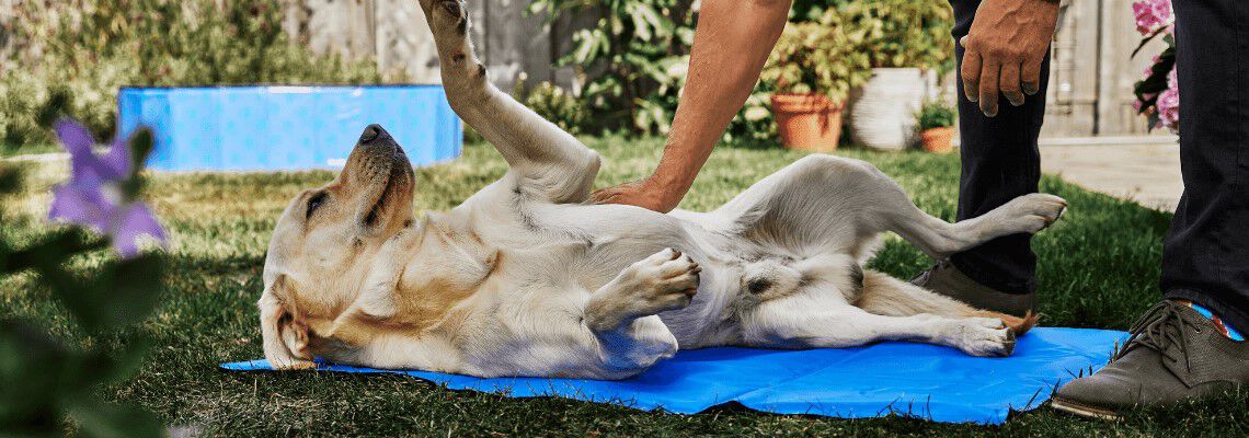 Je hond afkoelen in de zomer Je hond afkoelen in de zomer